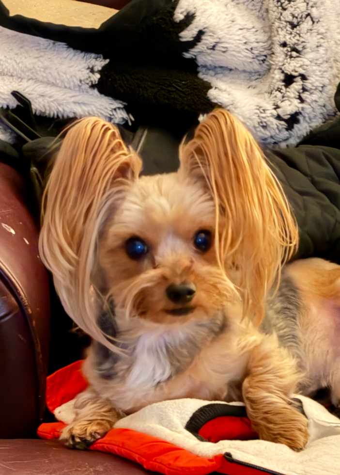 Fluffy Yorkie Purebred Pup