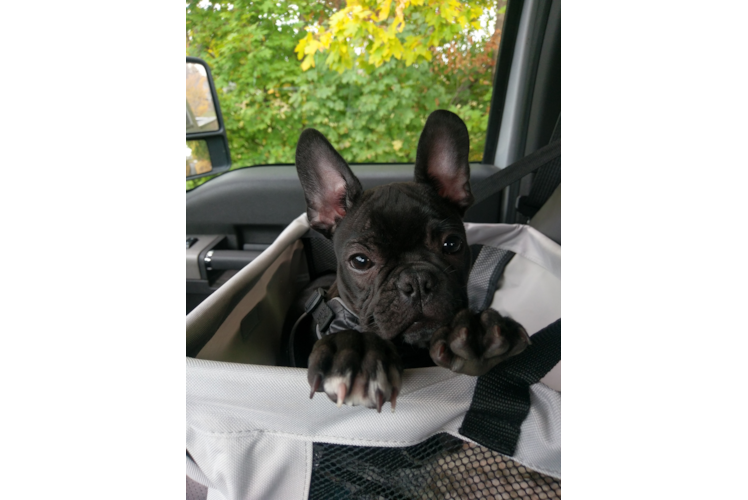 Hypoallergenic French Bulldog Baby