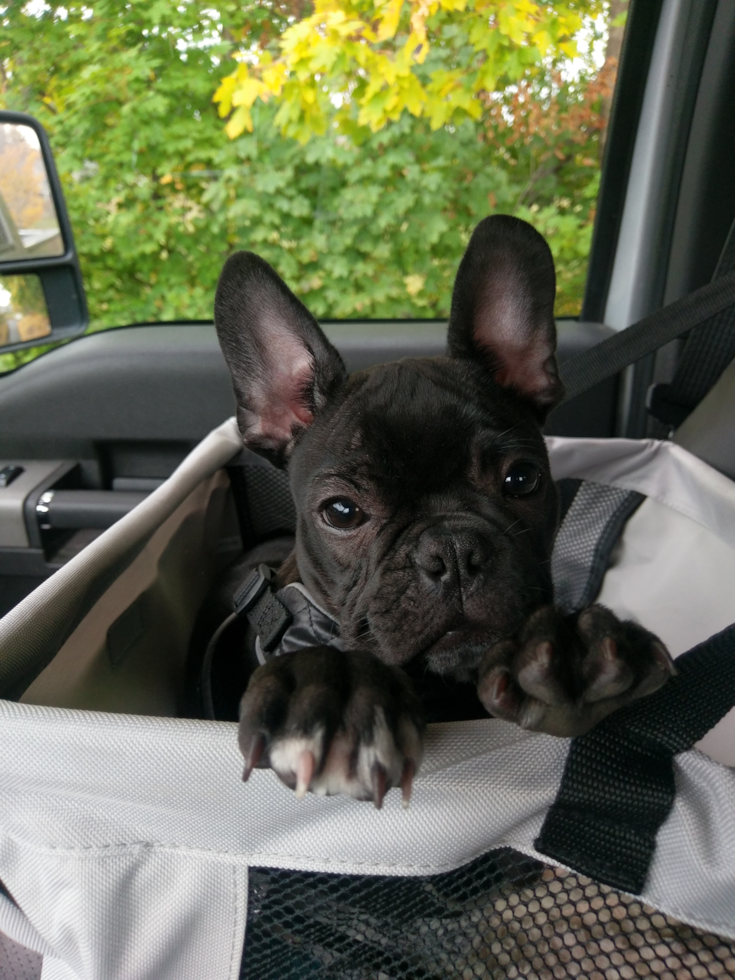 Playful French Bulldog Purebred Pup