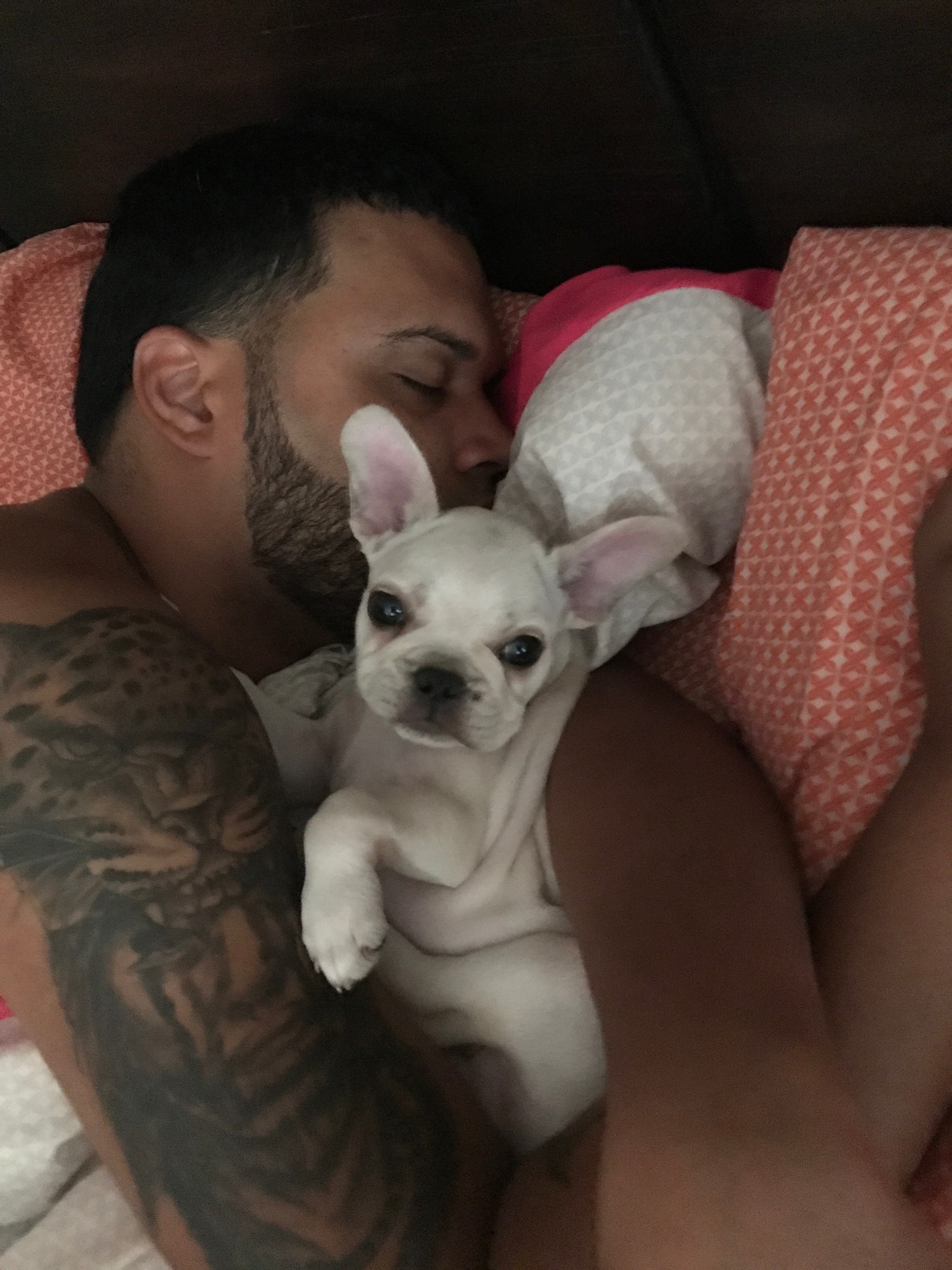 Hypoallergenic French Bulldog Purebred Pup