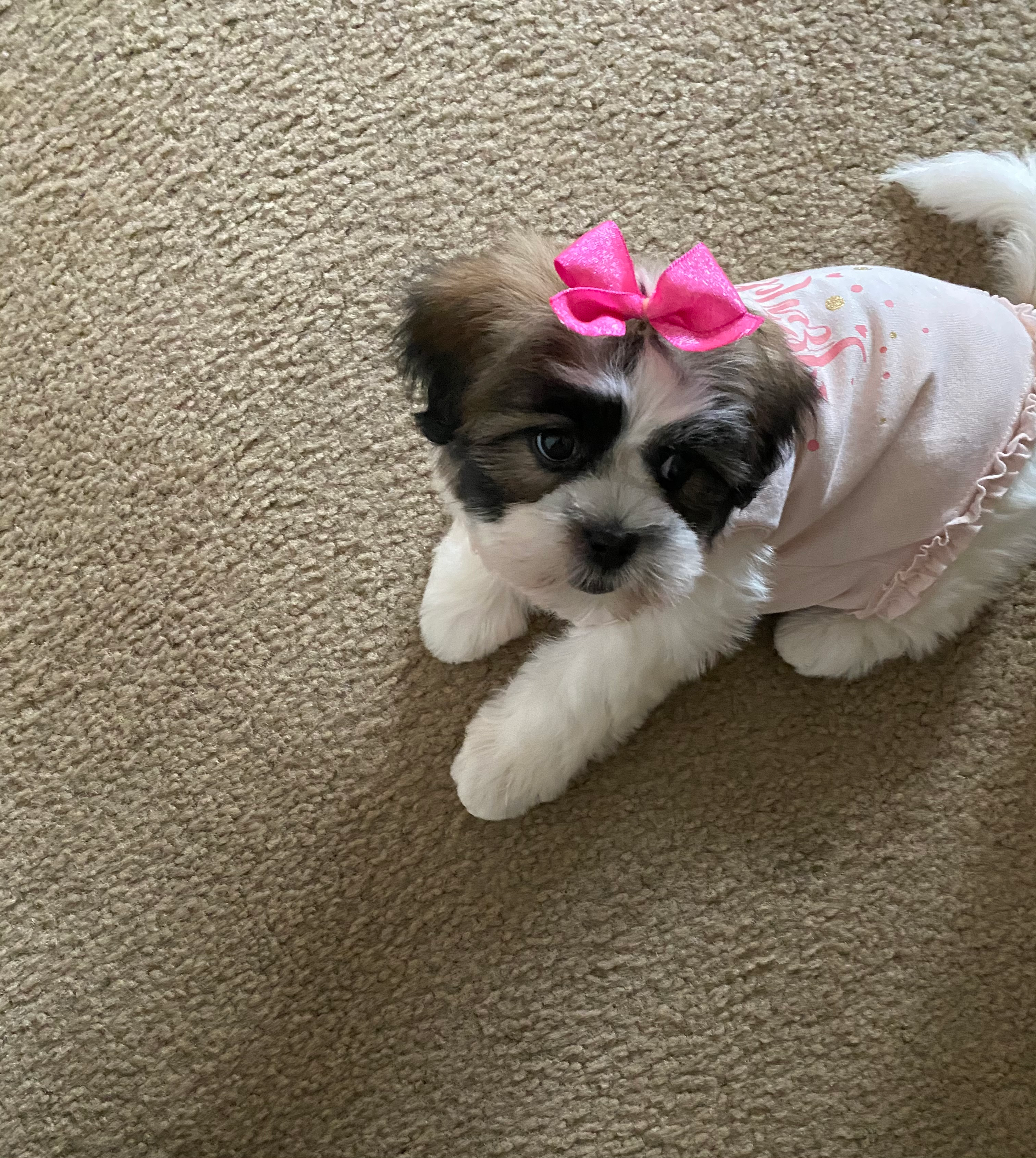 Playful Shit Designer Puppy