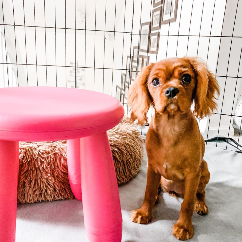 Sweet Cavalier King Charles Spaniel Pup in Fort Lee NJ