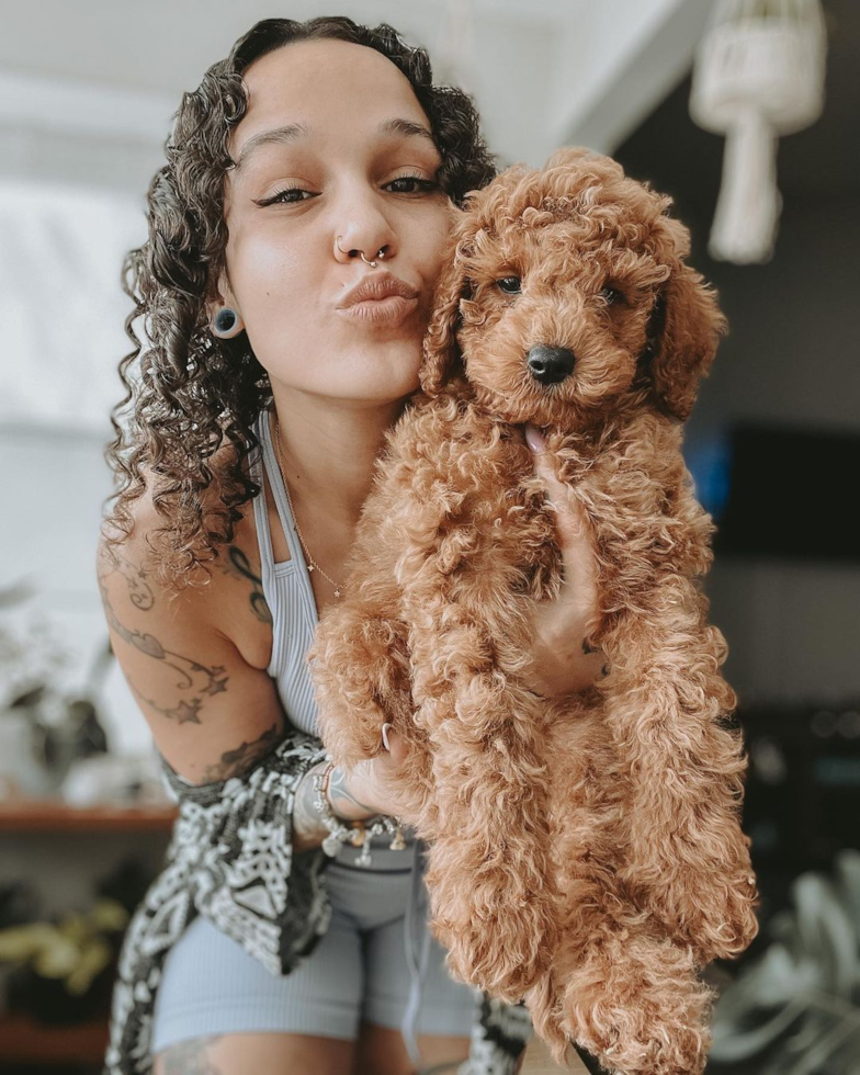 Adorable Cockerpoo Poodle Mix Pup