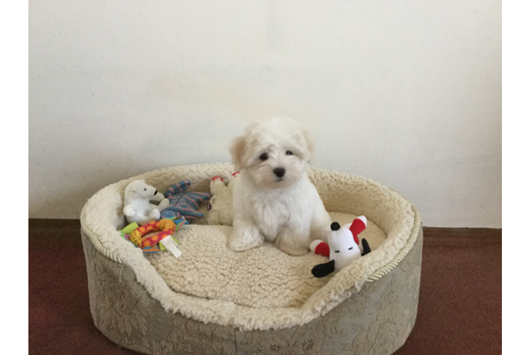 Friendly Maltese Purebred Pup