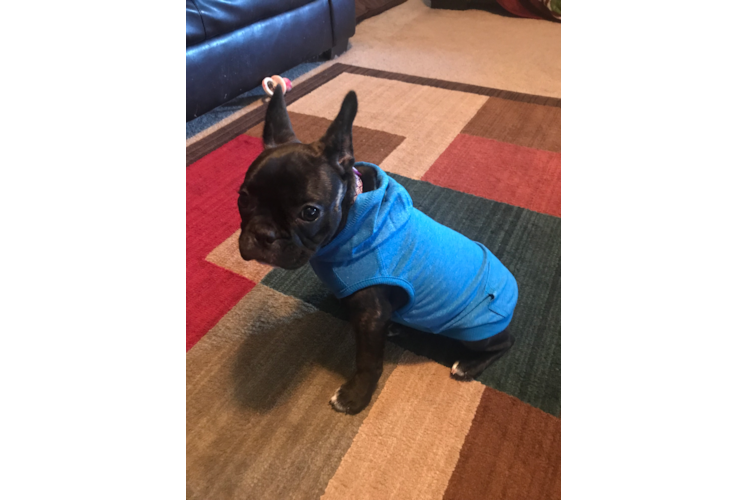 French Bulldog Puppy for Adoption