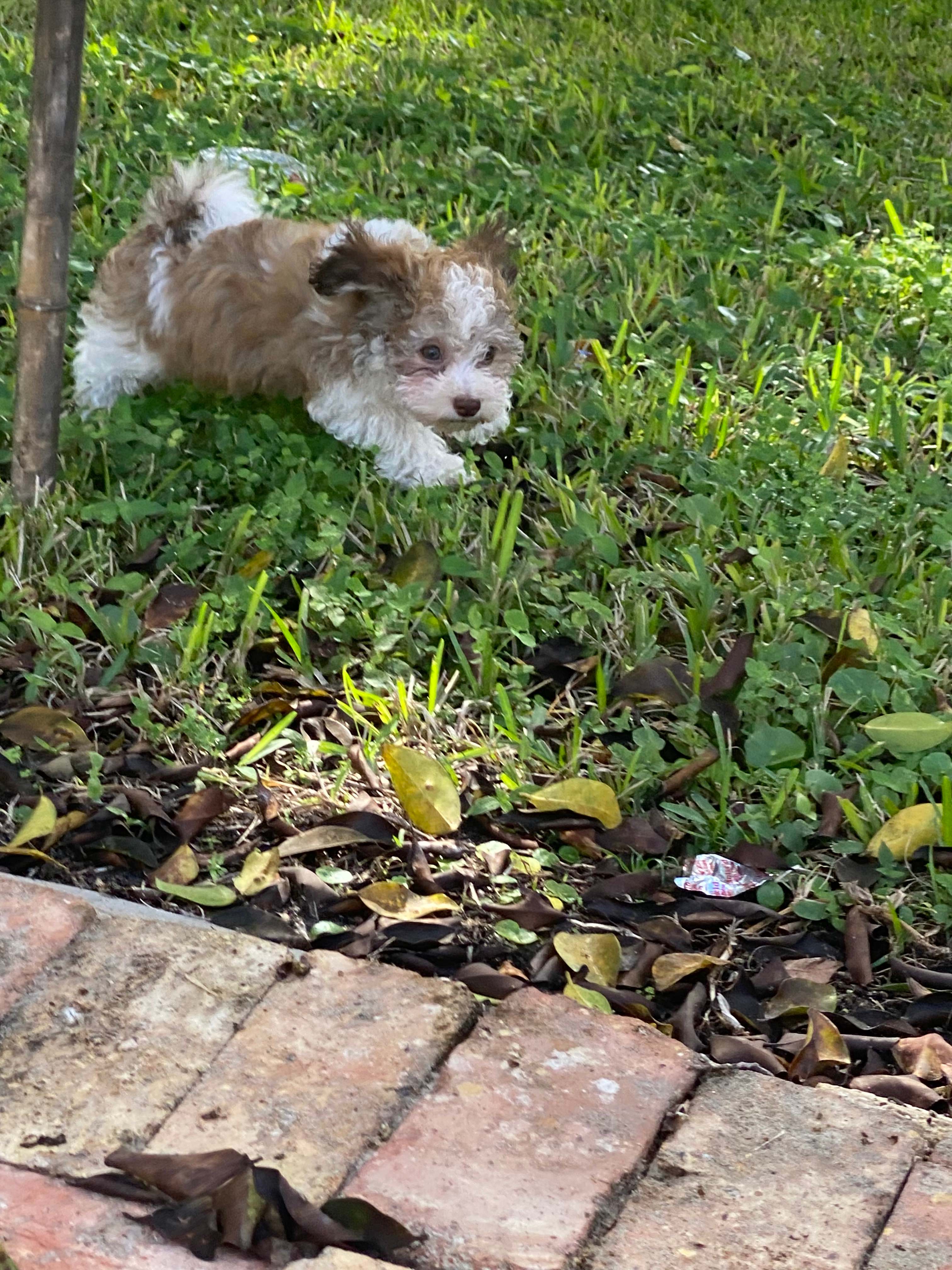 Akc Registered Havanese Baby