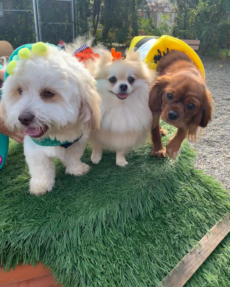 Little Cavalier King Charles Spaniel Purebred Pup