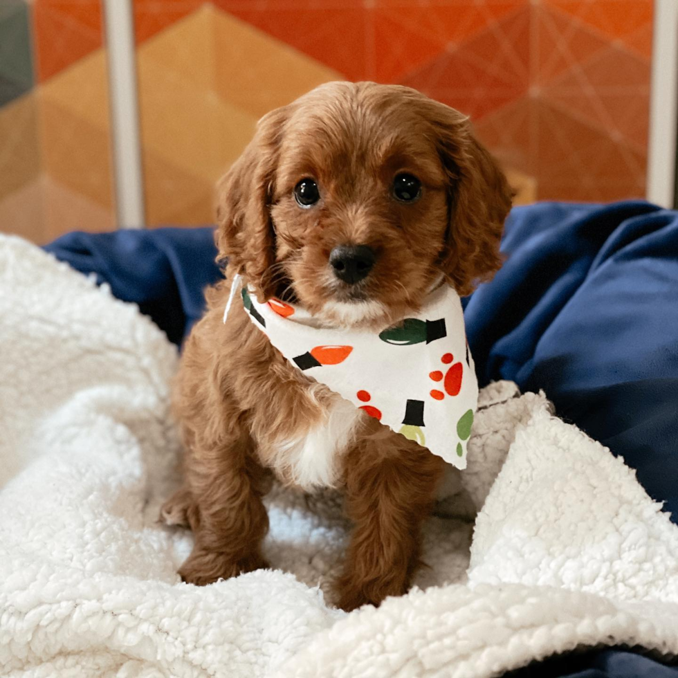 Funny Cavapoo Poodle Mix Pup