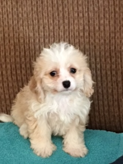 Smart Cavachon Designer Pup