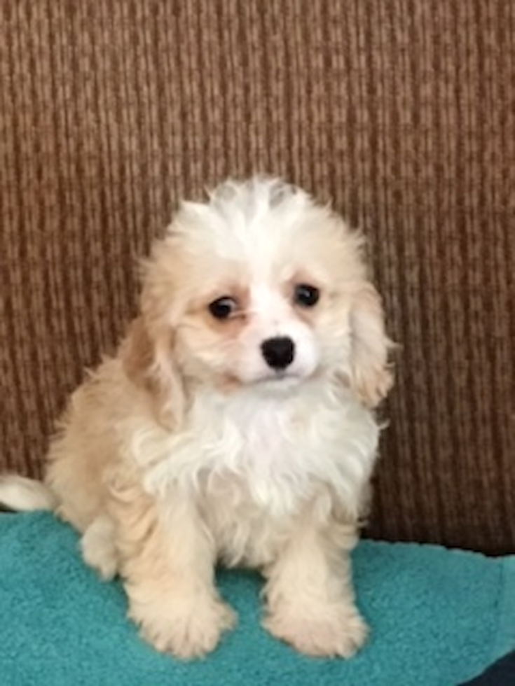 Petite Cavachon Designer Pup