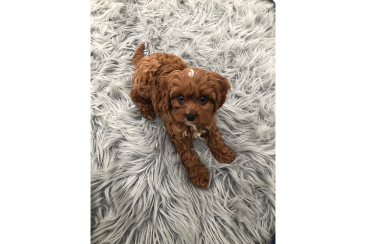 Best Cavapoo Baby