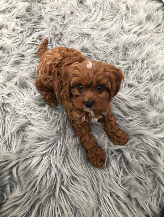 Little Cavoodle Poodle Mix Pup