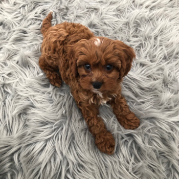 Little Cavoodle Poodle Mix Pup