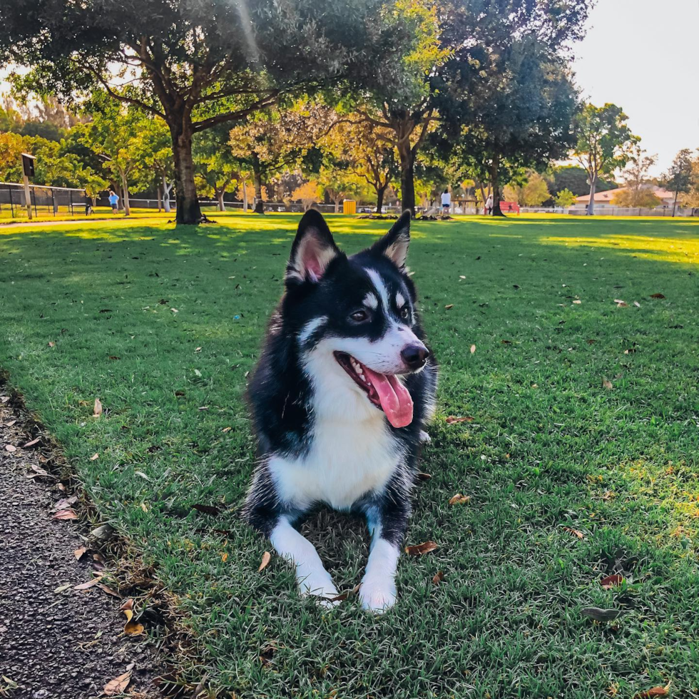 Plantation Pomsky Pup