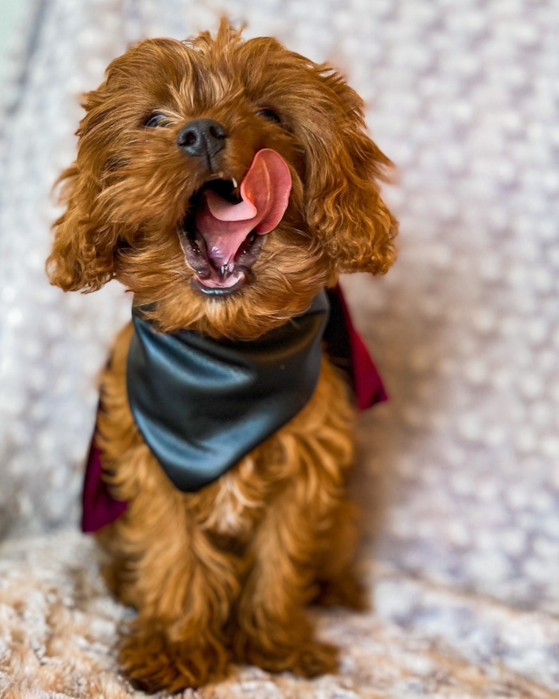 Popular Cavapoo Poodle Mix Pup