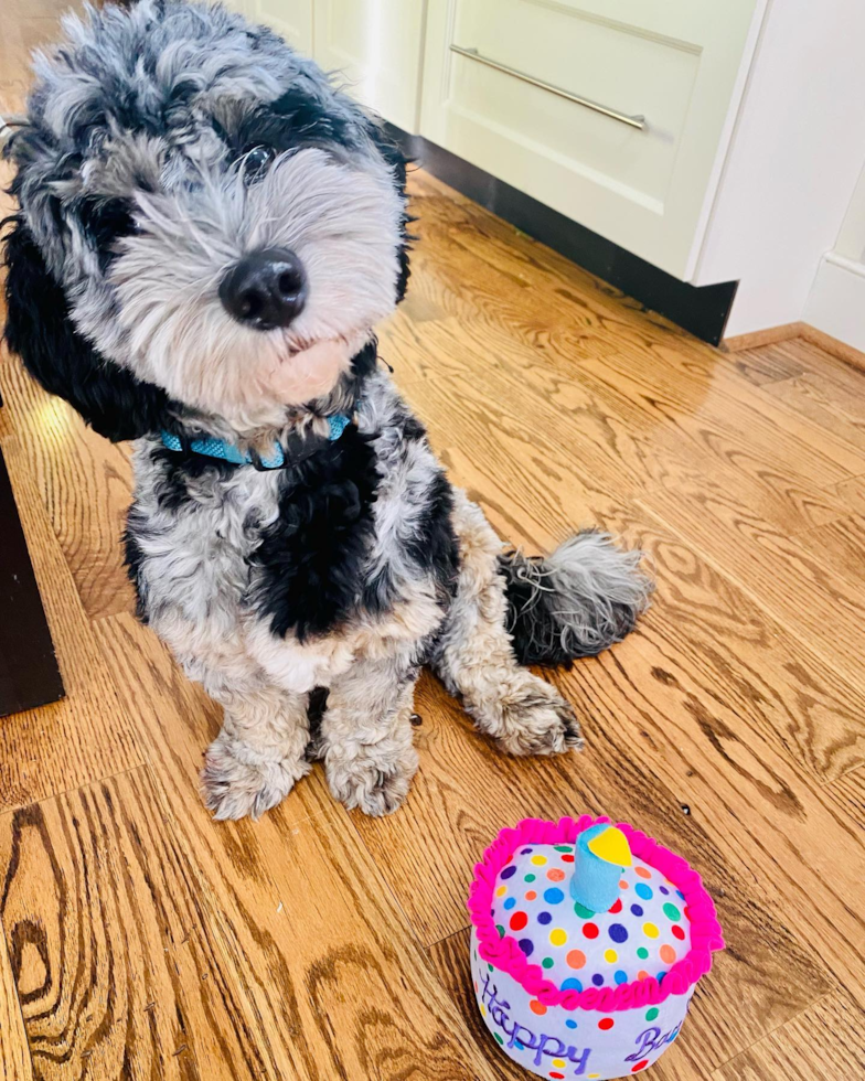 Fluffy Mini Sheepadoodle Poodle Mix Pup