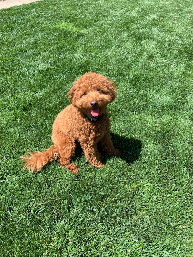 Mini Goldendoodle Being Cute