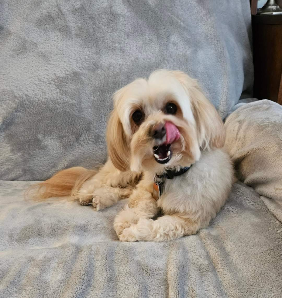 Hypoallergenic Maltepoo Poodle Mix Pup