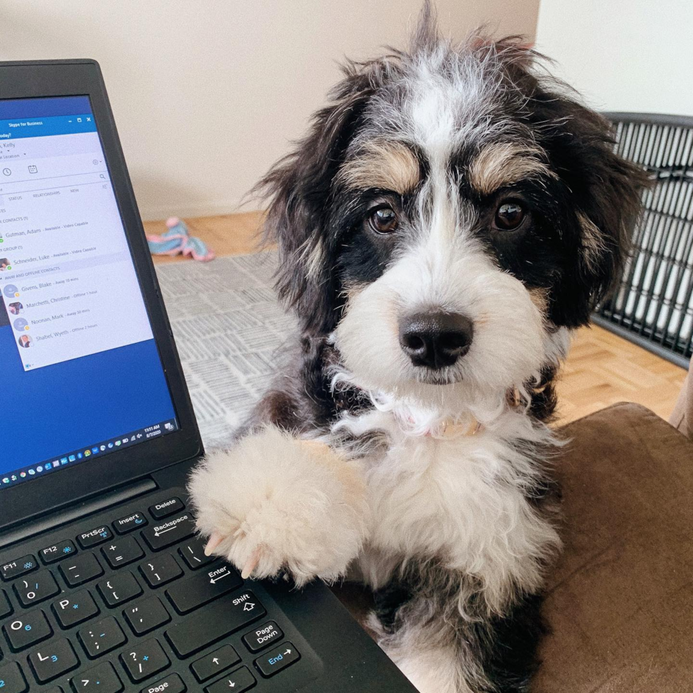 Hypoallergenic Bernadoodle Poodle Mix Pup