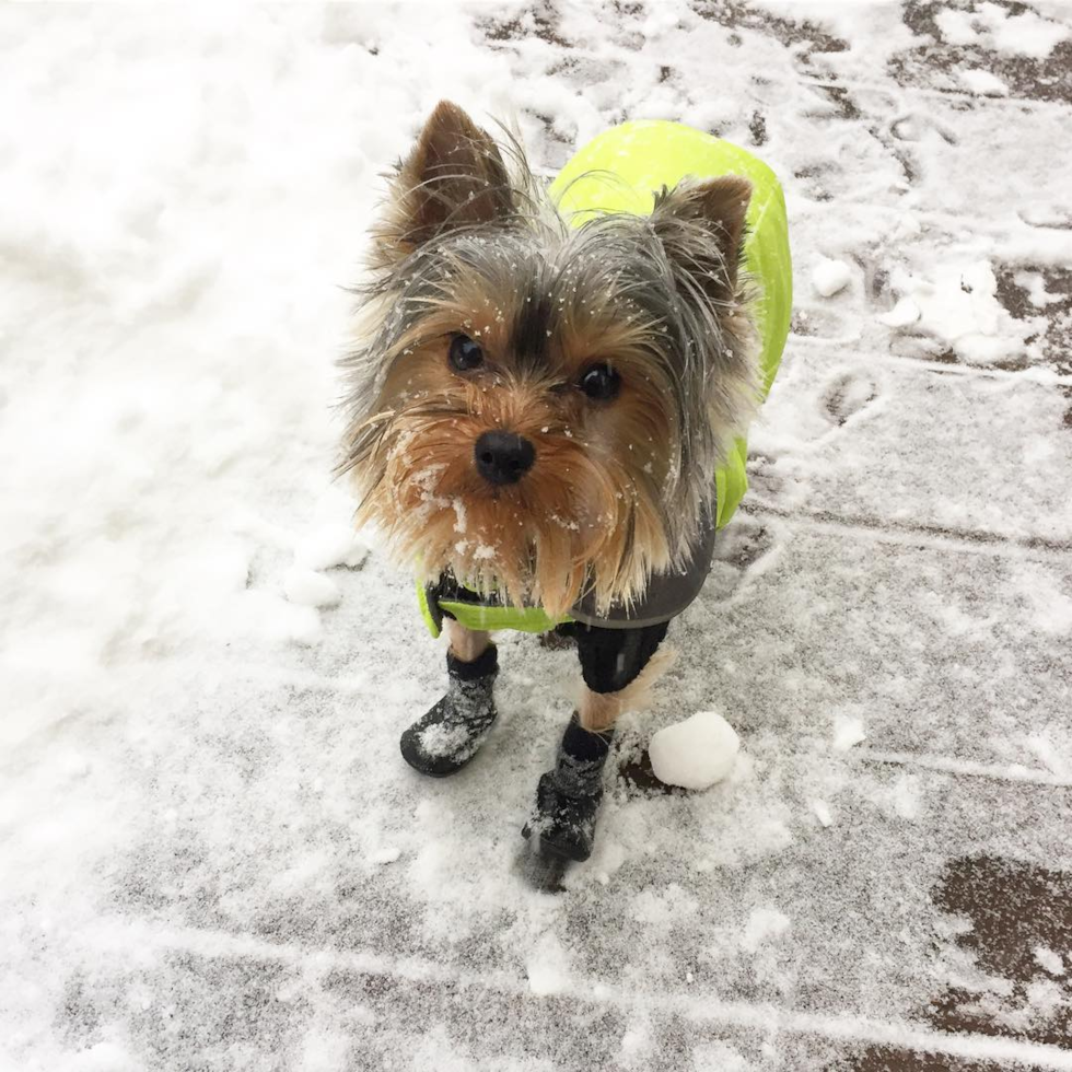 Friendly Yorkshire Terrier Purebred Pup