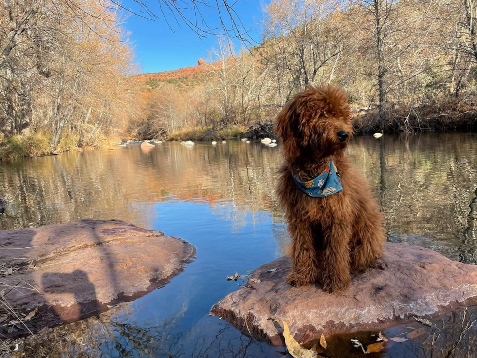 Energetic Golden Retriever Poodle Mix Pup