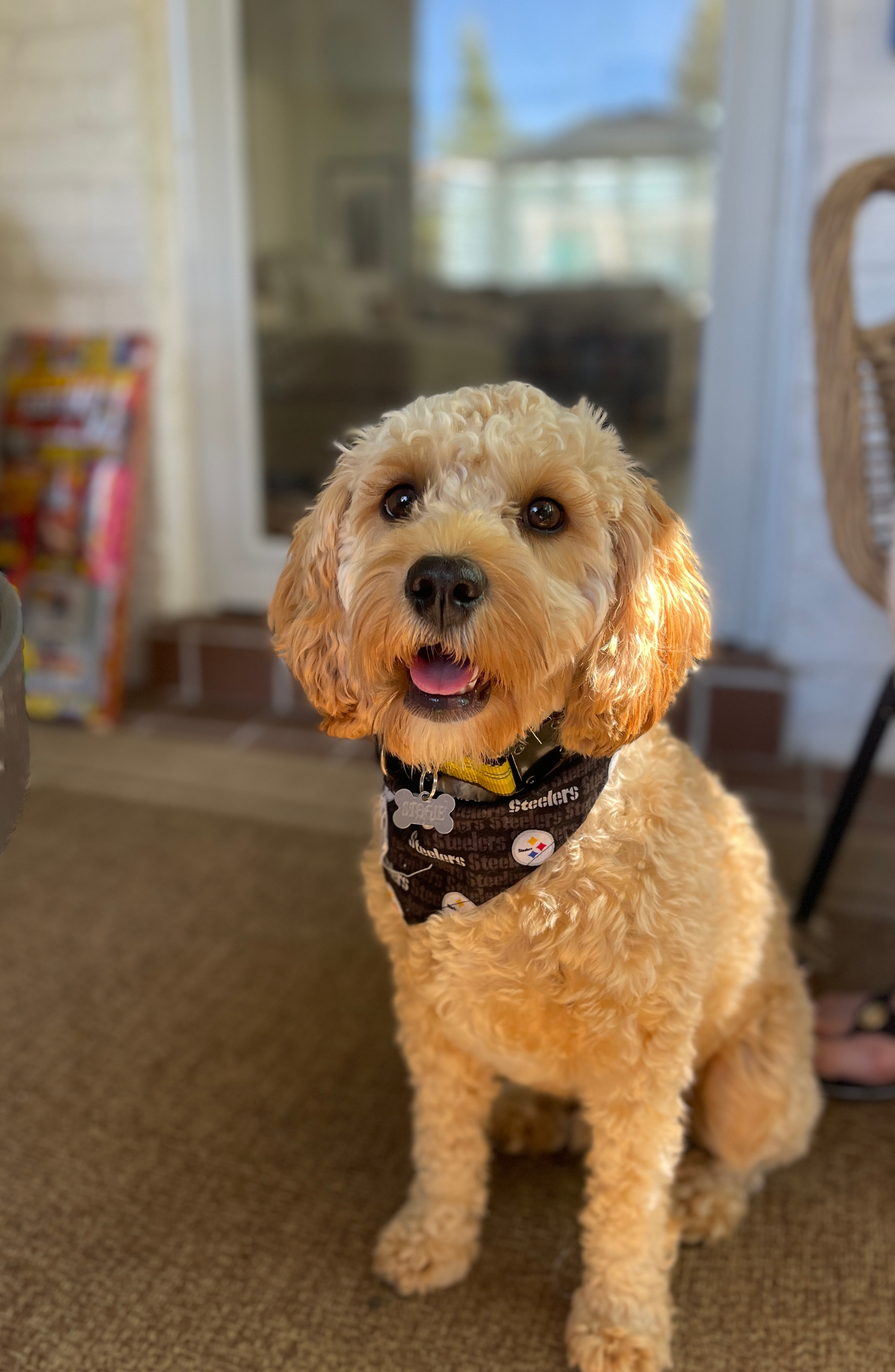 Hypoallergenic Cavadoodle Poodle Mix Puppy
