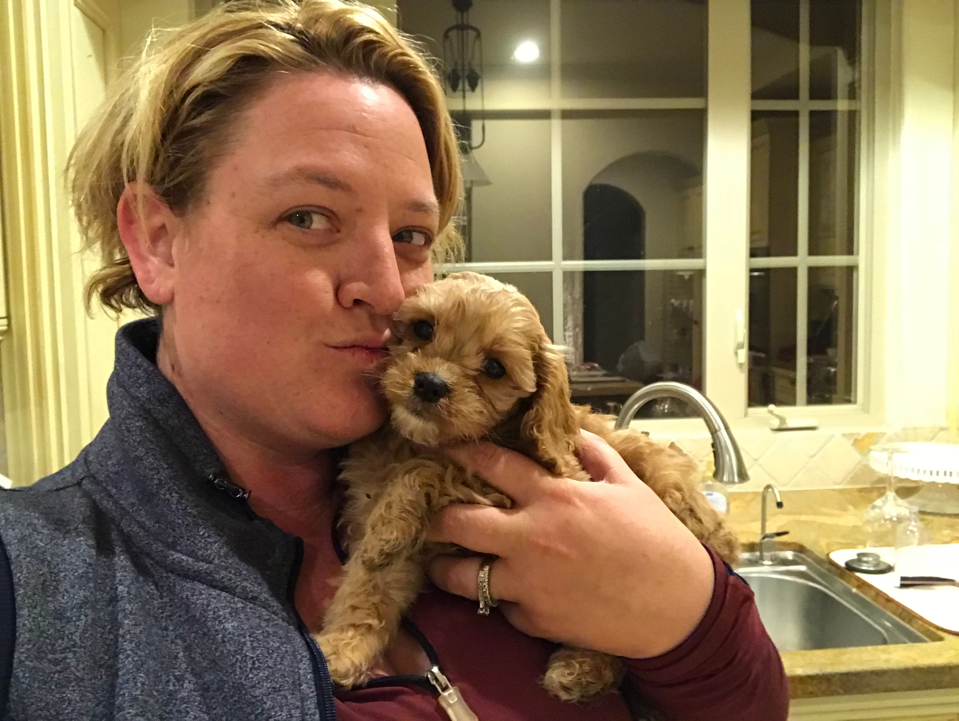 Cavapoo Puppy for Adoption