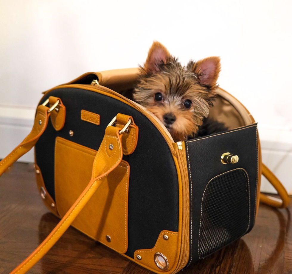 Yorkshire Terrier Being Cute