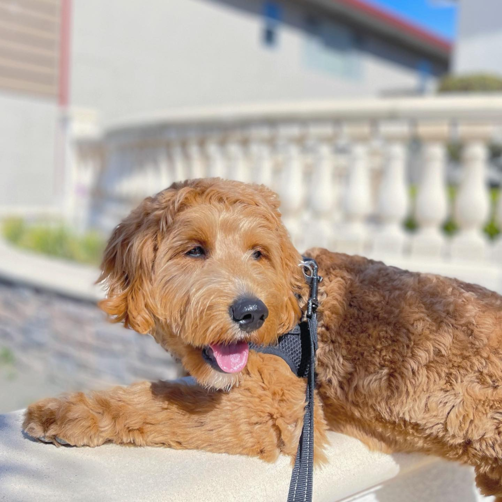 Hypoallergenic Golden Retriever Poodle Mix Pup