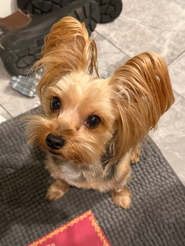 Yorkshire Terrier Pup