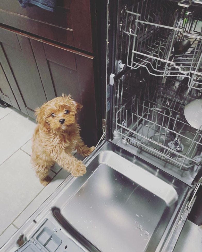 Energetic Cavoodle Poodle Mix Pup