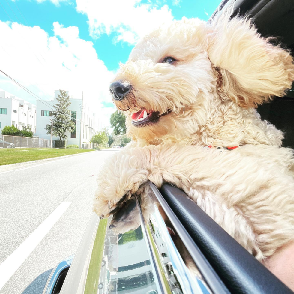 Orlando Mini Goldendoodle Pup