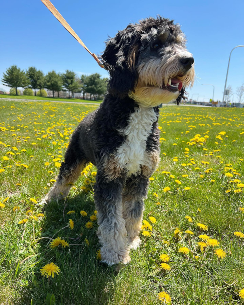 Cute Mini Bernedoodle Pup in Rome NY