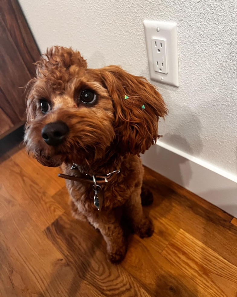 Fluffy Cavapoo Poodle Mix Pup