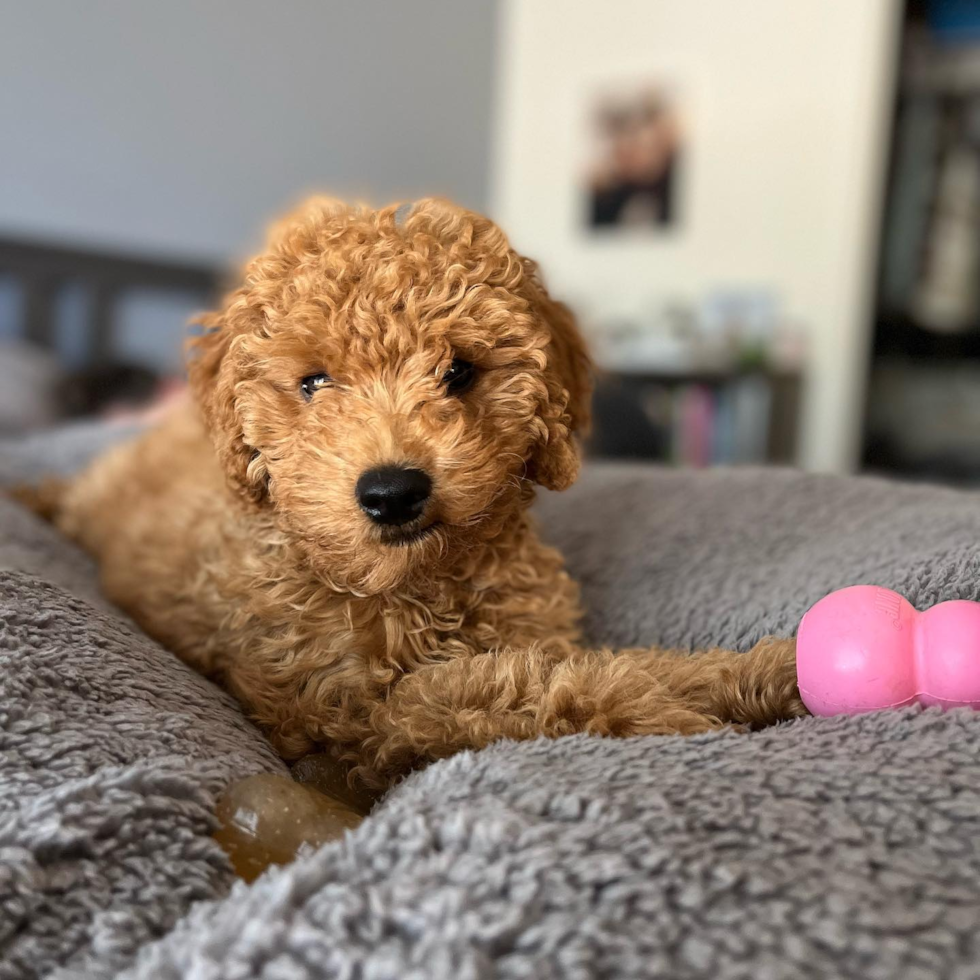 Small Mini Goldendoodle Pup in Scottsdale AZ