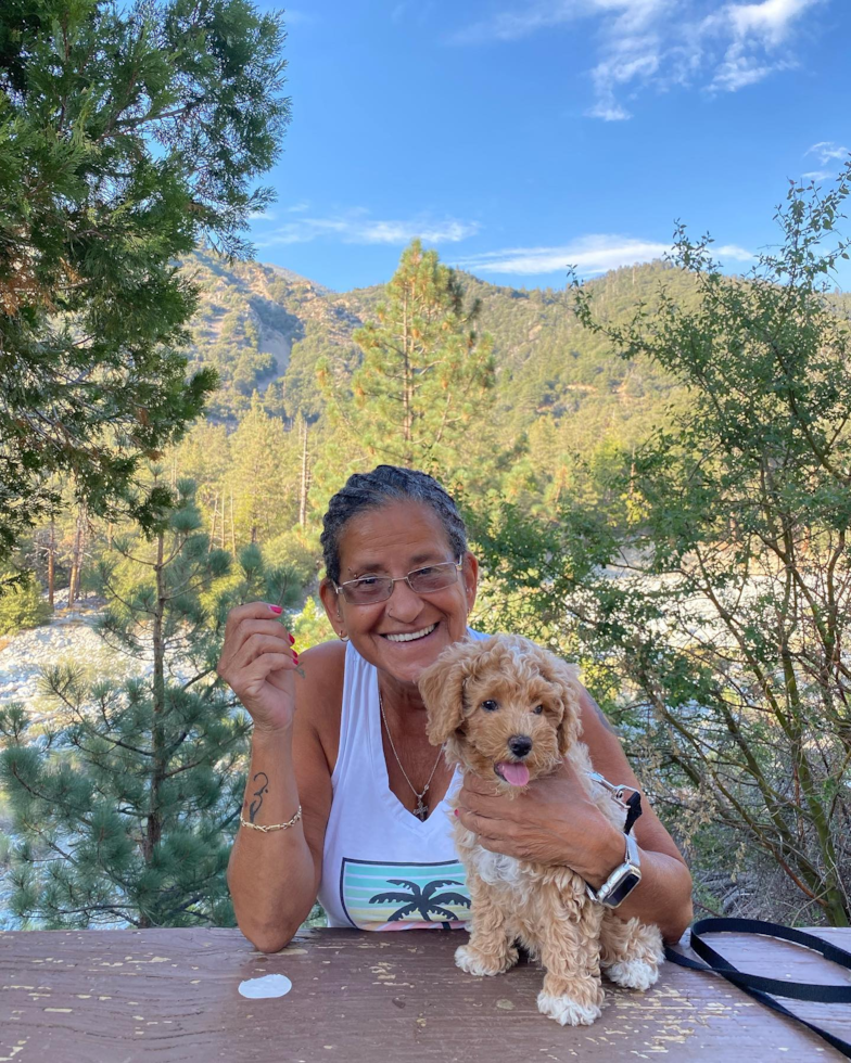 Happy Poodle Pup in Redlands CA