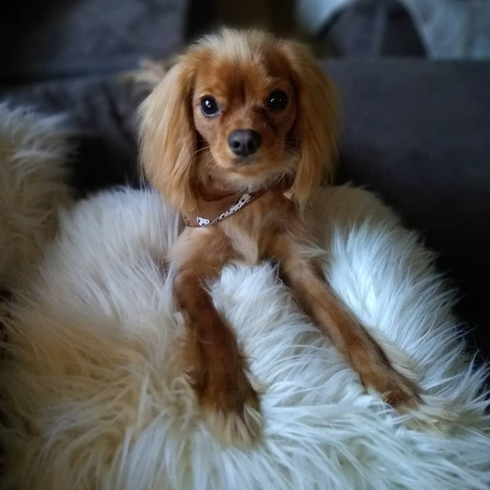 Remond Cavalier King Charles Spaniel Pup