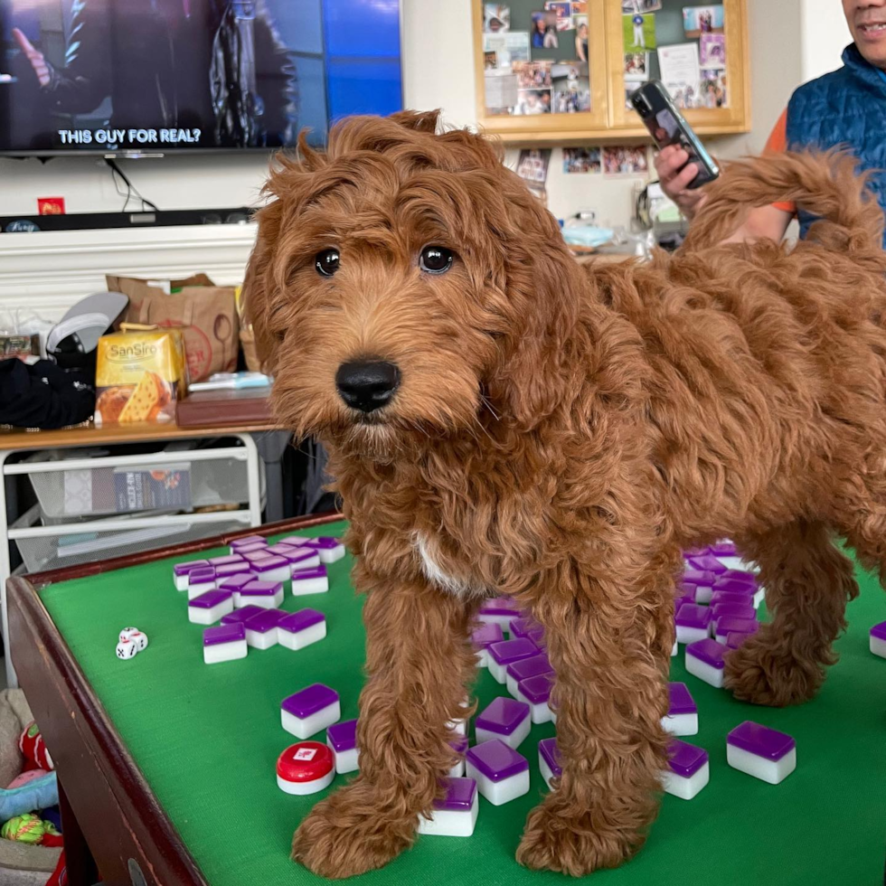 Happy Mini Goldendoodle Pup