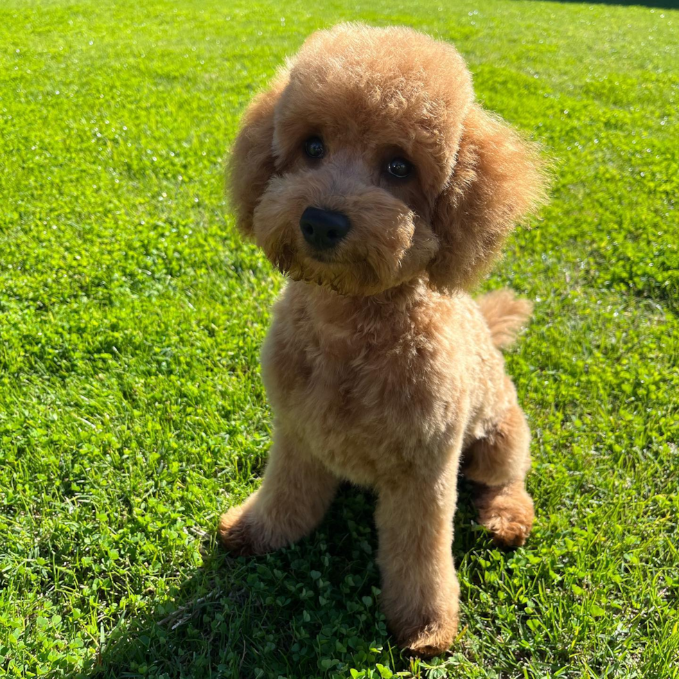 Mini Goldendoodle Being Cute