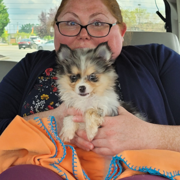 Small Pomsky Pup in Noblesville IN