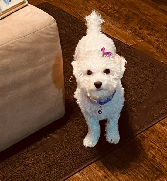 Poochon