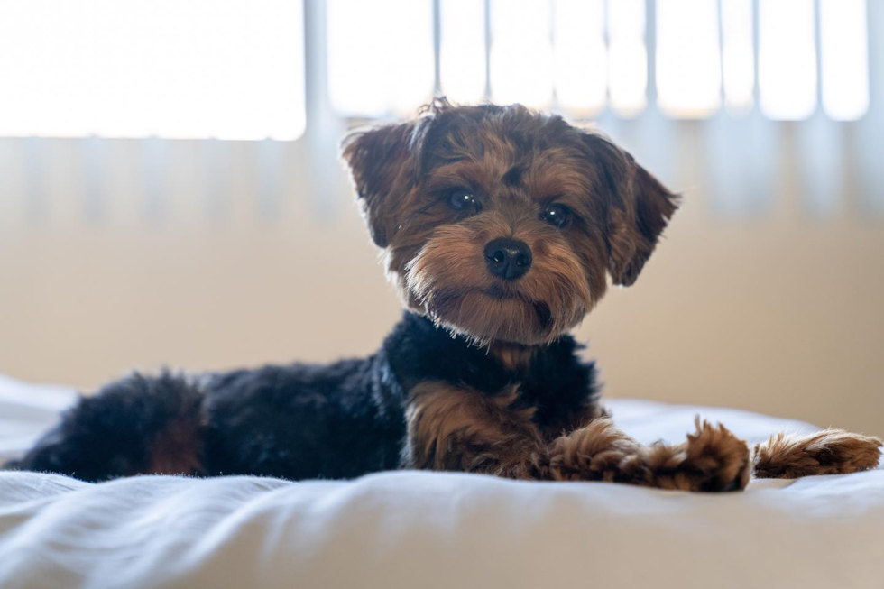 Yorkie Poo Being Cute