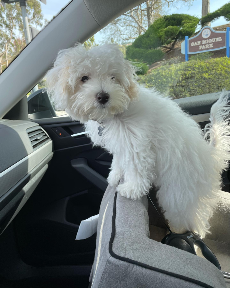 Small Maltipoo Pup in Irvine CA