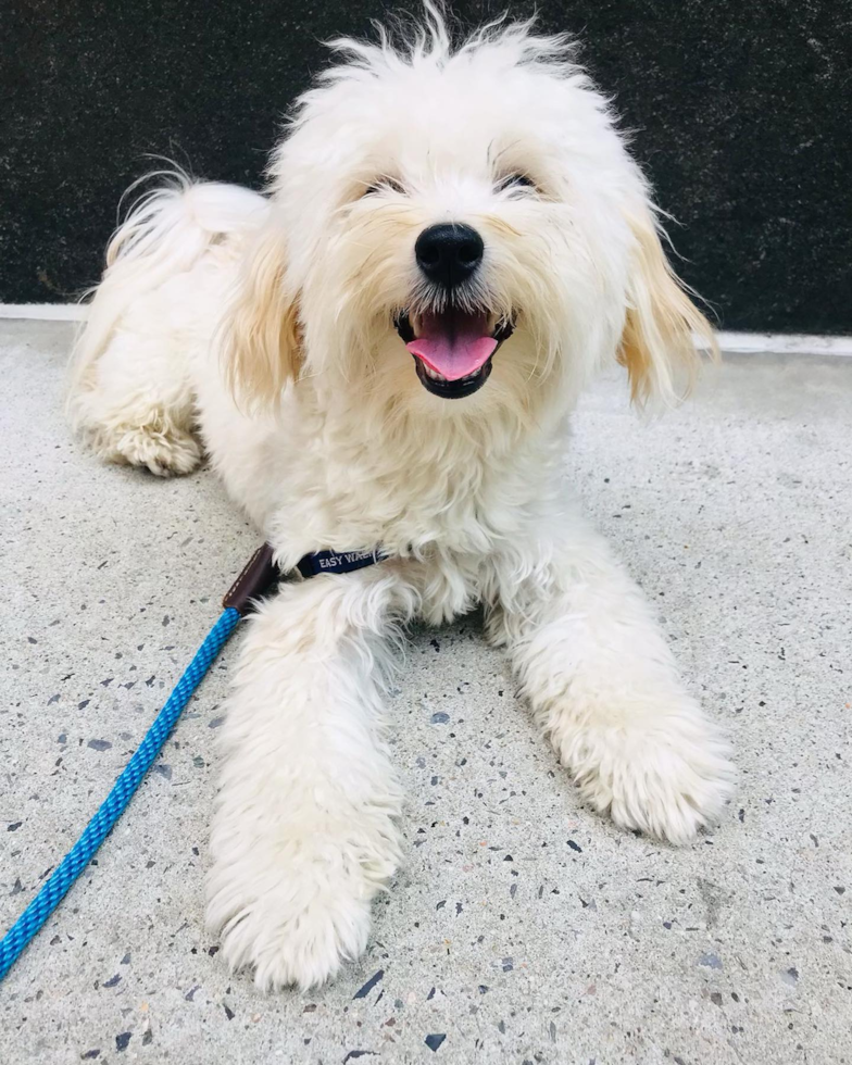 Petite Maltipoo Poodle Mix Pup