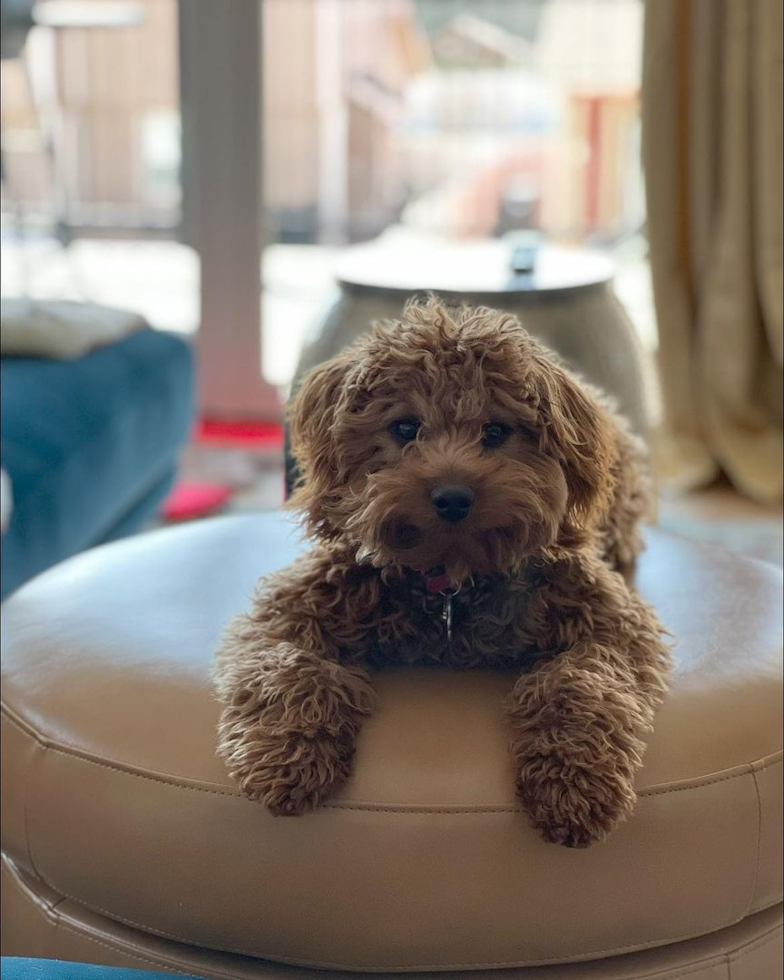 Fluffy Cavapoo Poodle Mix Pup