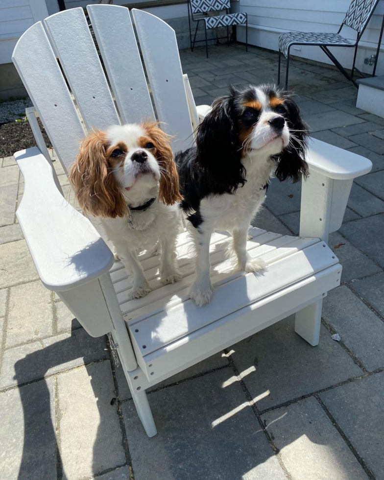 Adorable Cavalier King Charles Spaniel Purebred Pup