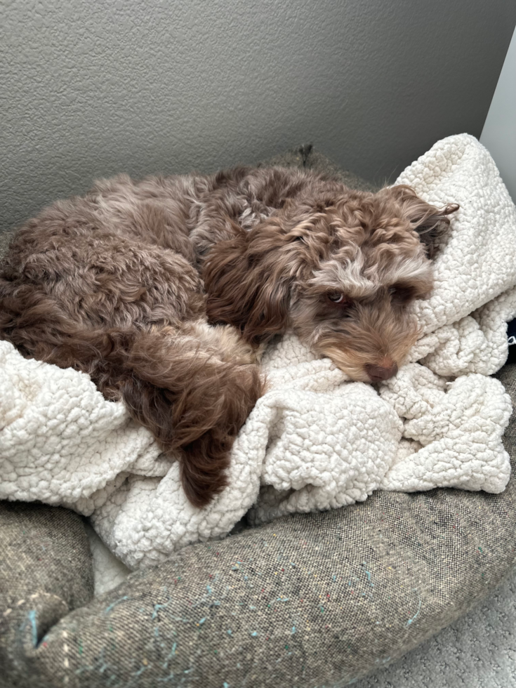 Small Cockapoo Pup