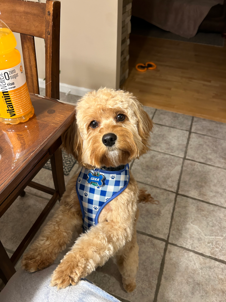 Happy Cavapoo Pup