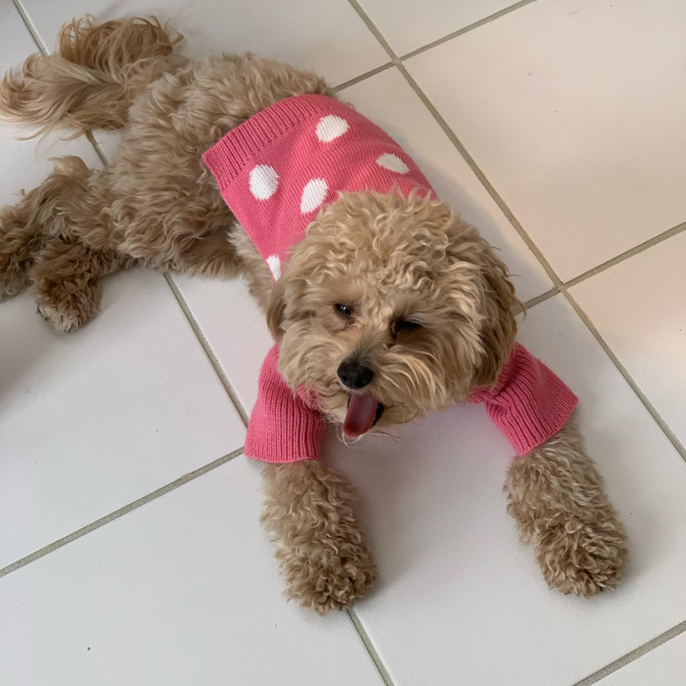 Fluffy Cavapoo Poodle Mix Pup