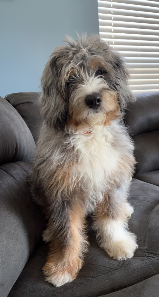 Mini Bernedoodle Being Cute